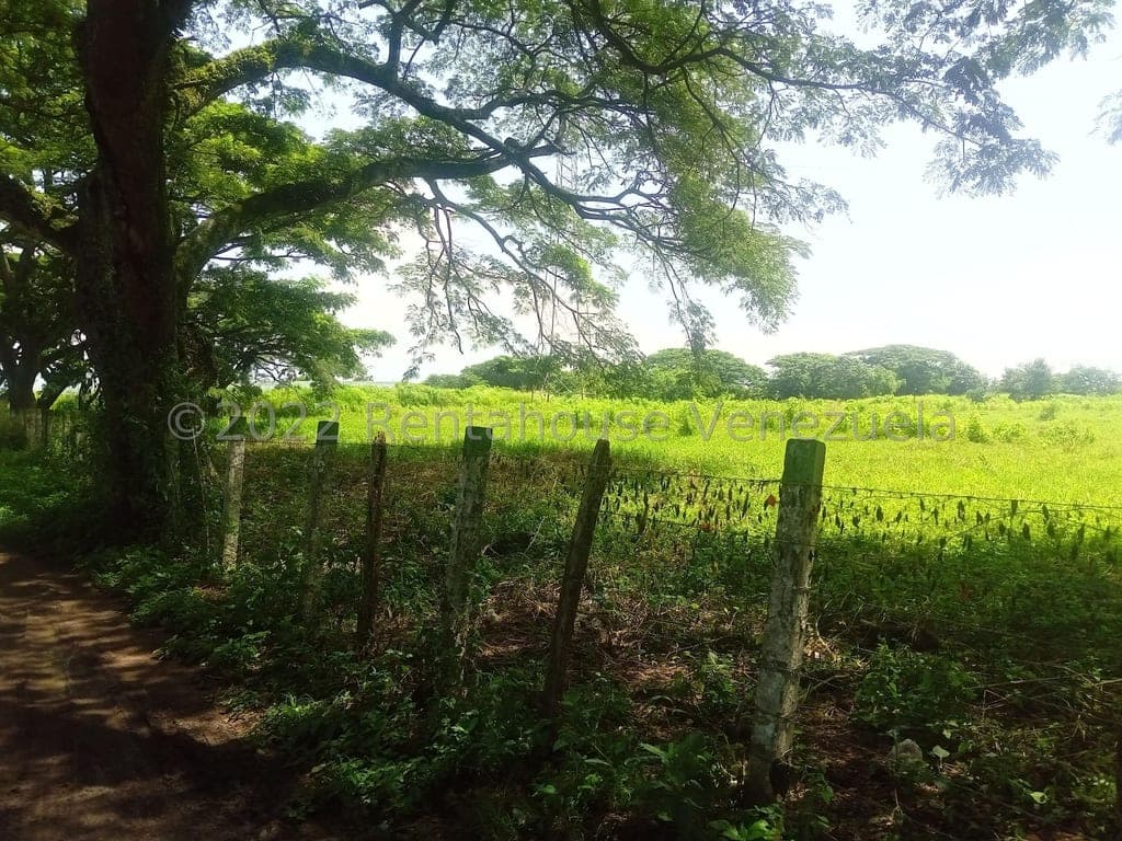 Foto 7 de Terreno en Flor Amarillo, Valencia